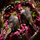 Burial Rites V2