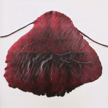 Leaves Of Manifold Of Red And Gold By Helena Sarin