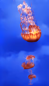 There once was a jellyfish ... #72