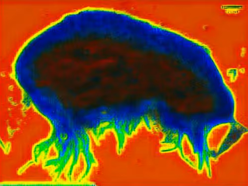 Desciworldmicrobes