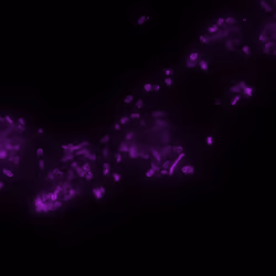 Fluorescent 