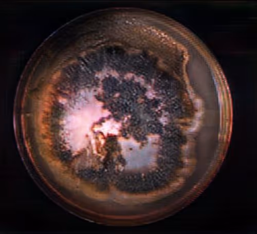 Desciworldmicrobes