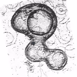 Blobology 