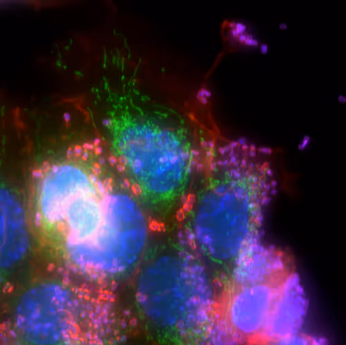 Desciworldmicrobes