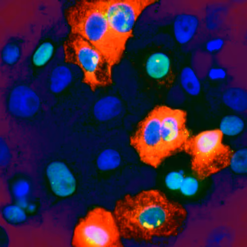 Desciworldmicrobes