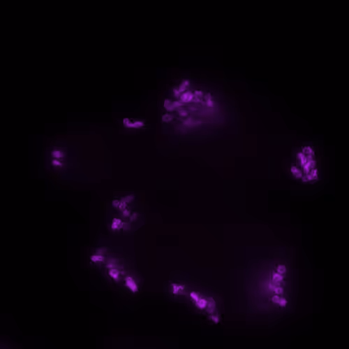 Fluorescent 
