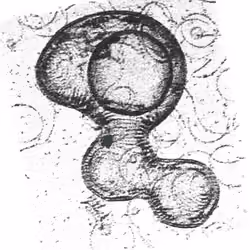 Blobology 