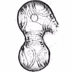 Blobology 