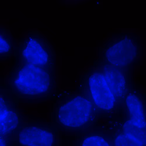 Desciworldmicrobes