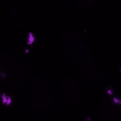 Fluorescent 