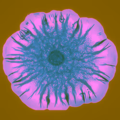 Desciworldmicrobes