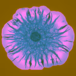 Mechanomorphogenesis 