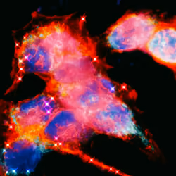 Fluorescent 