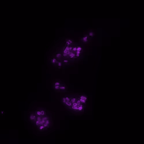 Fluorescent 