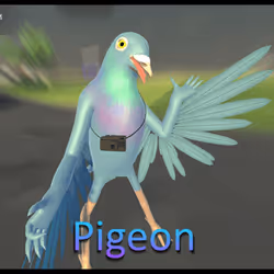 Pigeon