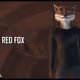 Red Fox