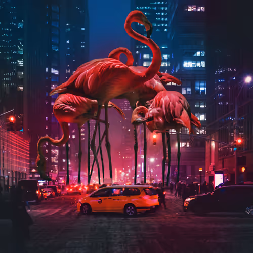 Flamingos in the Steeets