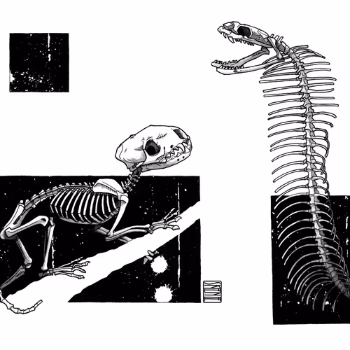 Mongoose & Cobra Skeletons Study