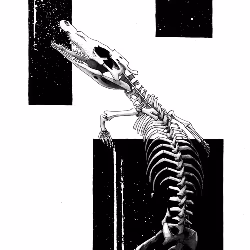 Caiman Skeleton Study