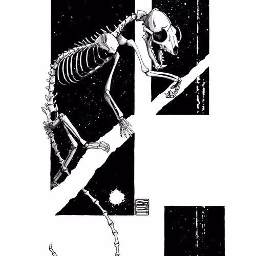 Yellow-throated Marten Skeleton Study