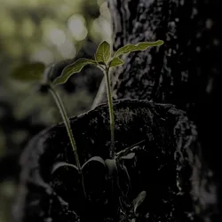 Evolve