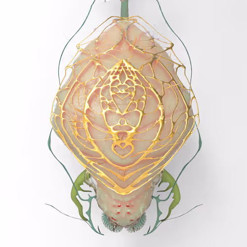 Sun Spider
