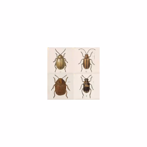 confusing coleopterists g004285 2x2