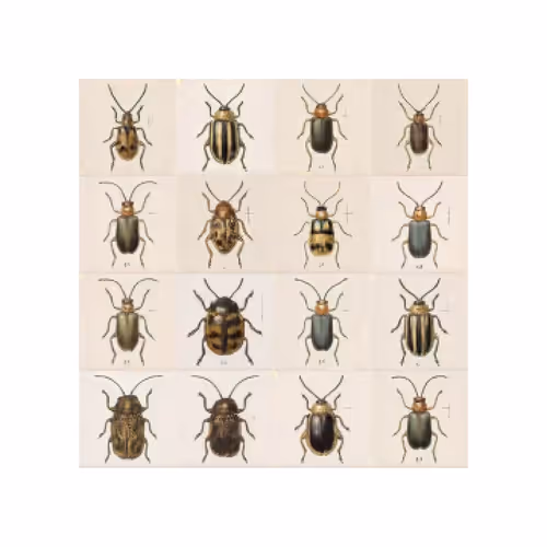 confusing coleopterists g004285 4x4