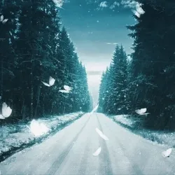 Snowscape butterflies