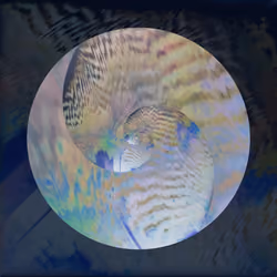 Flowing Nautilus #Water