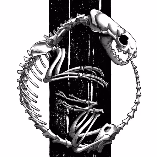Ferrret Skeleton Study