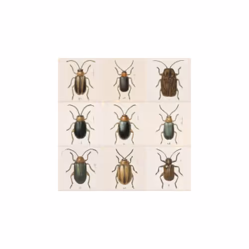 confusing coleopterists g004285 3x3