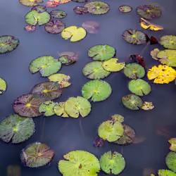Water, lilies and colors