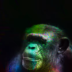 Ape