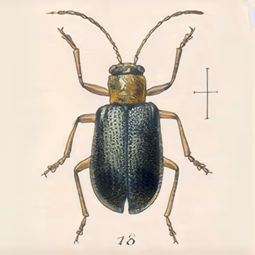 rare.bugs / RBGS_001