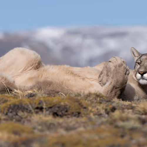 Paws of Paine