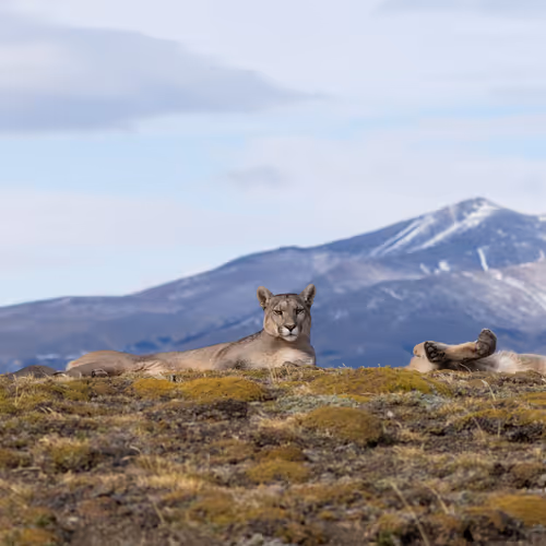 Kyle Barden's Editions