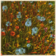 Wildflowers
