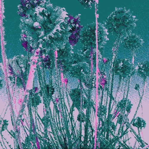 Chrysanthemum