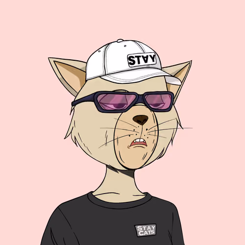 Stay Cats #5649