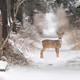 Viennese Wildlife