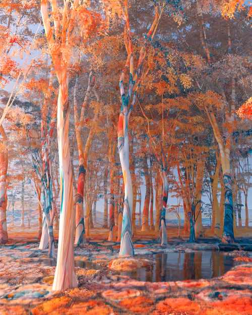 Item #56500400001 Media