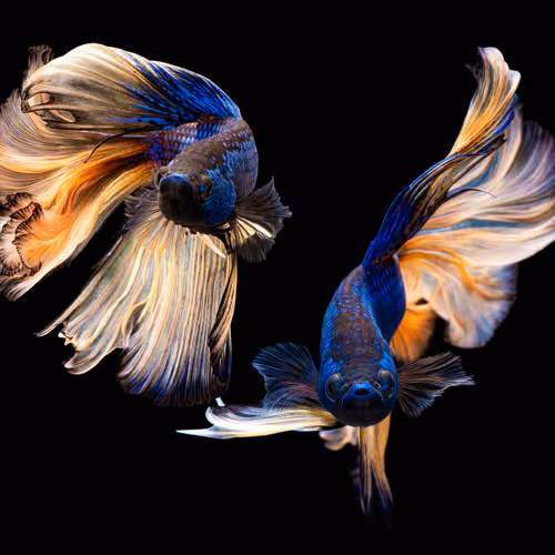 Fishy Story 