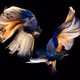 Fishy Story 