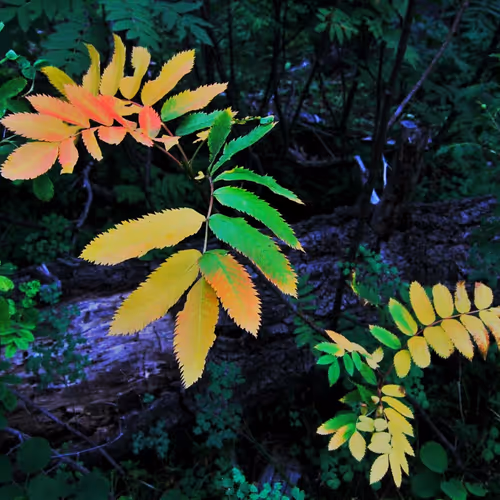 Colored Leaves