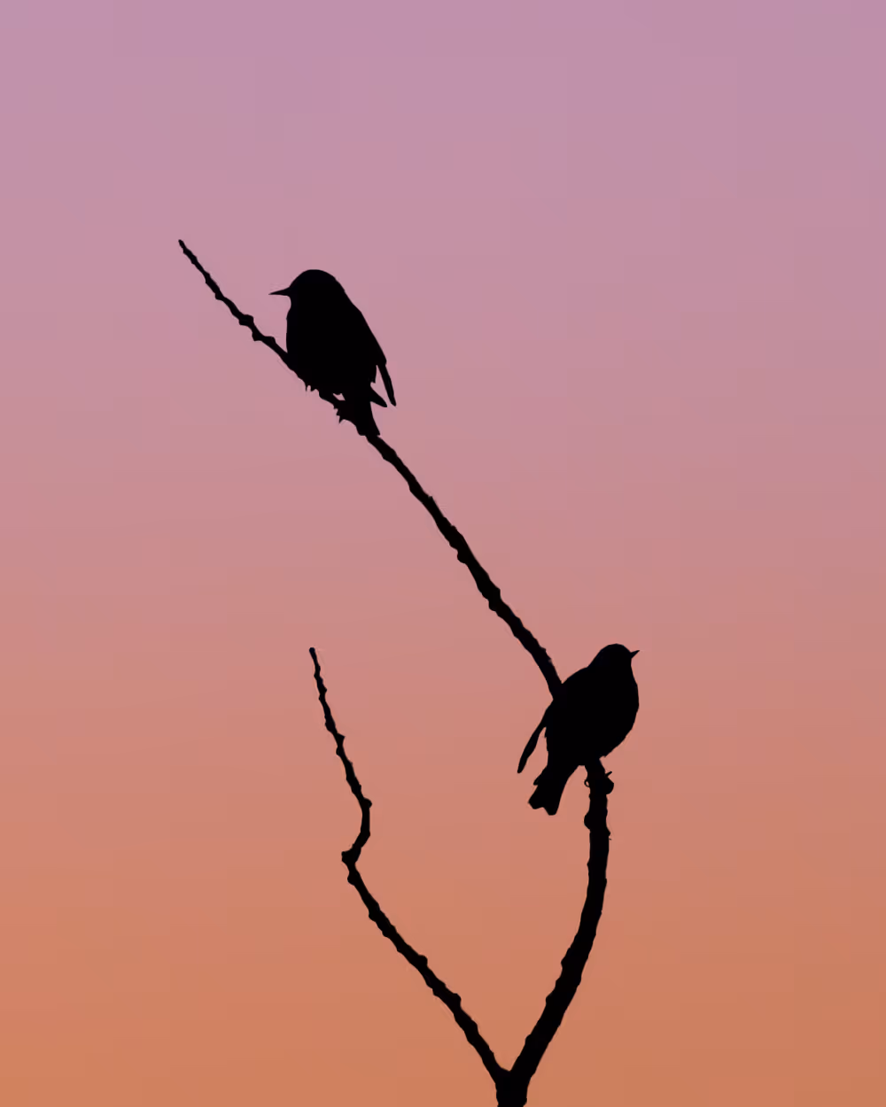 Between Us