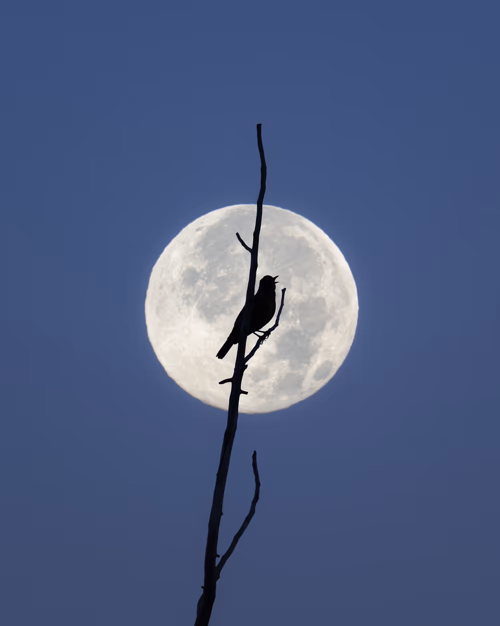 Nocturne