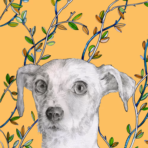 Jack in Orange