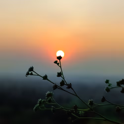 Love Story of Sun & Flora