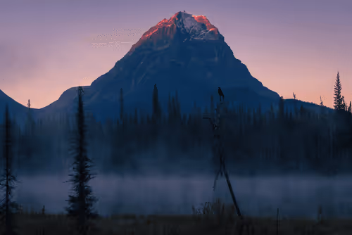 Vincent Schnabl Ninfa